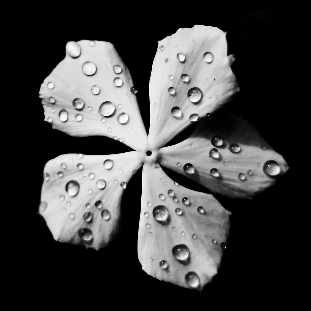Gouttes de pluie sur une fleur en noir et blanc