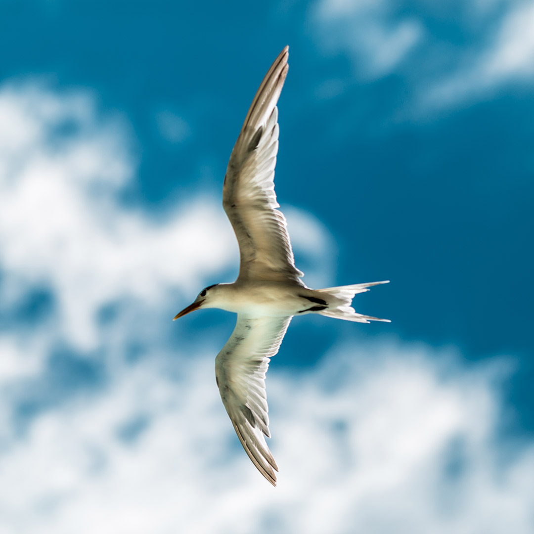 Oiseau dans le ciel bleu à Bora Bora