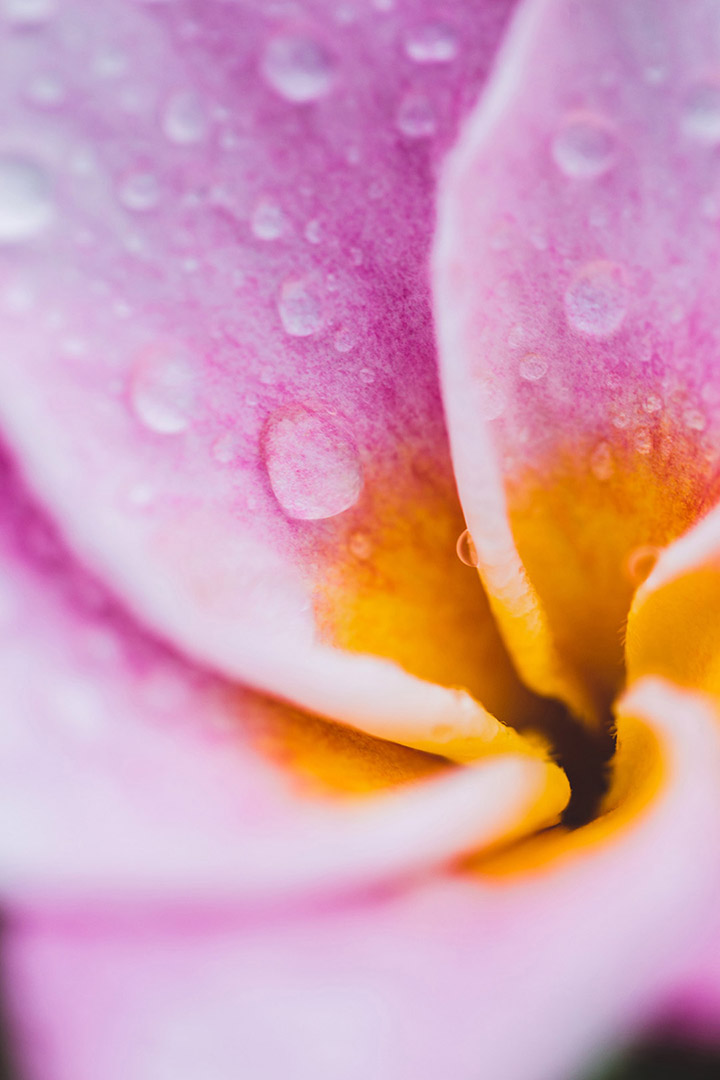 Fleur de Tipanier rose et orange
