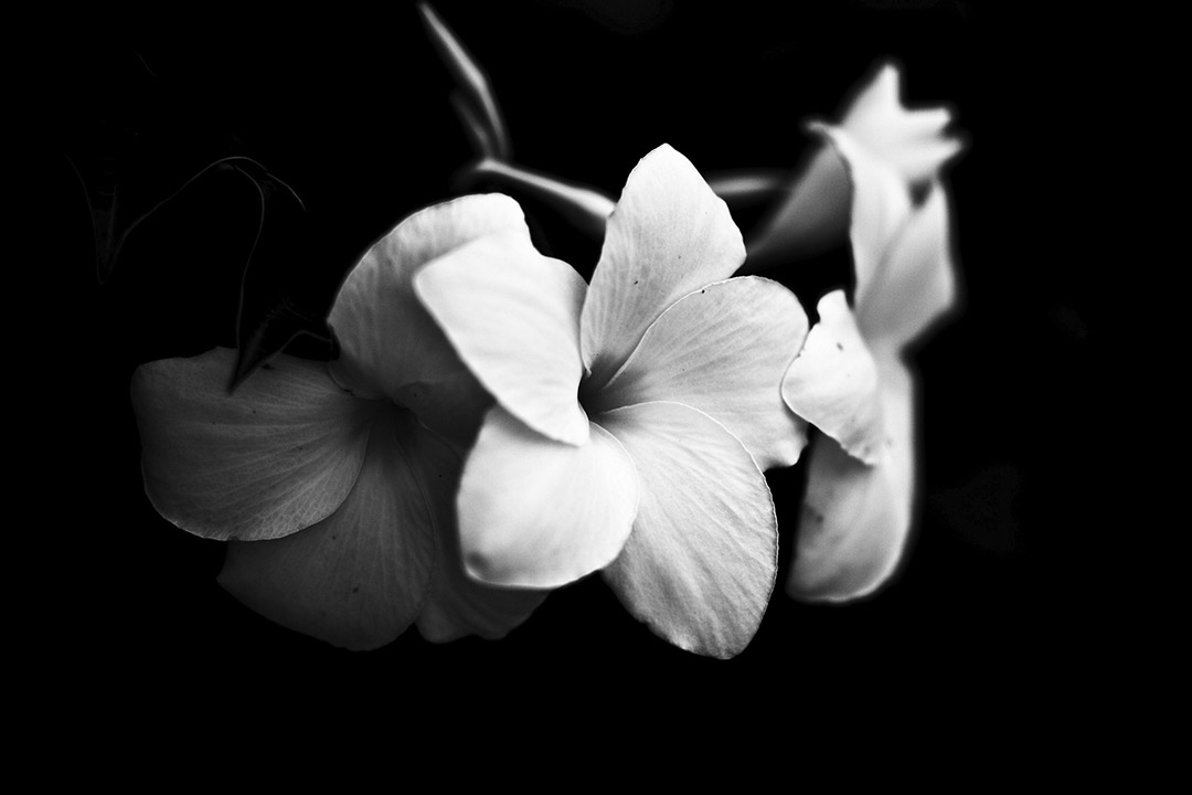 Fleurs de tipanier en noir et blanc